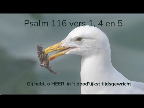 Psalm 116 vers 1, 4 en 5 - Gij hebt, o HEER, in 't dood'lijkst tijdsgewricht