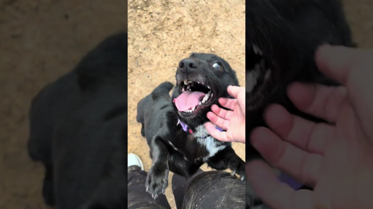 Dixie, a Adoptable mixed breed in Skaneateles, NY video 5/5