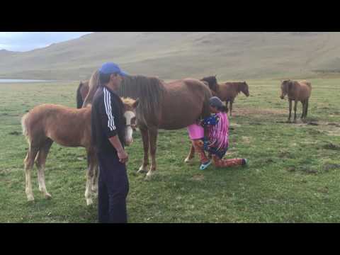 Milking A Horse (Song Kul, Kyrgyzstan)