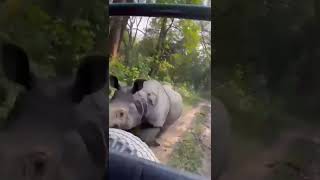 rhino attack at Manas National park madangudi  (short video)
