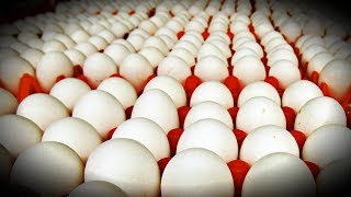 Why EGGS Are Never Humane