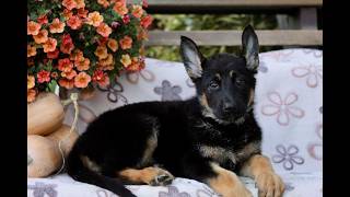 Video preview image #1 German Shepherd Dog Puppy For Sale in LANCASTER, PA, USA
