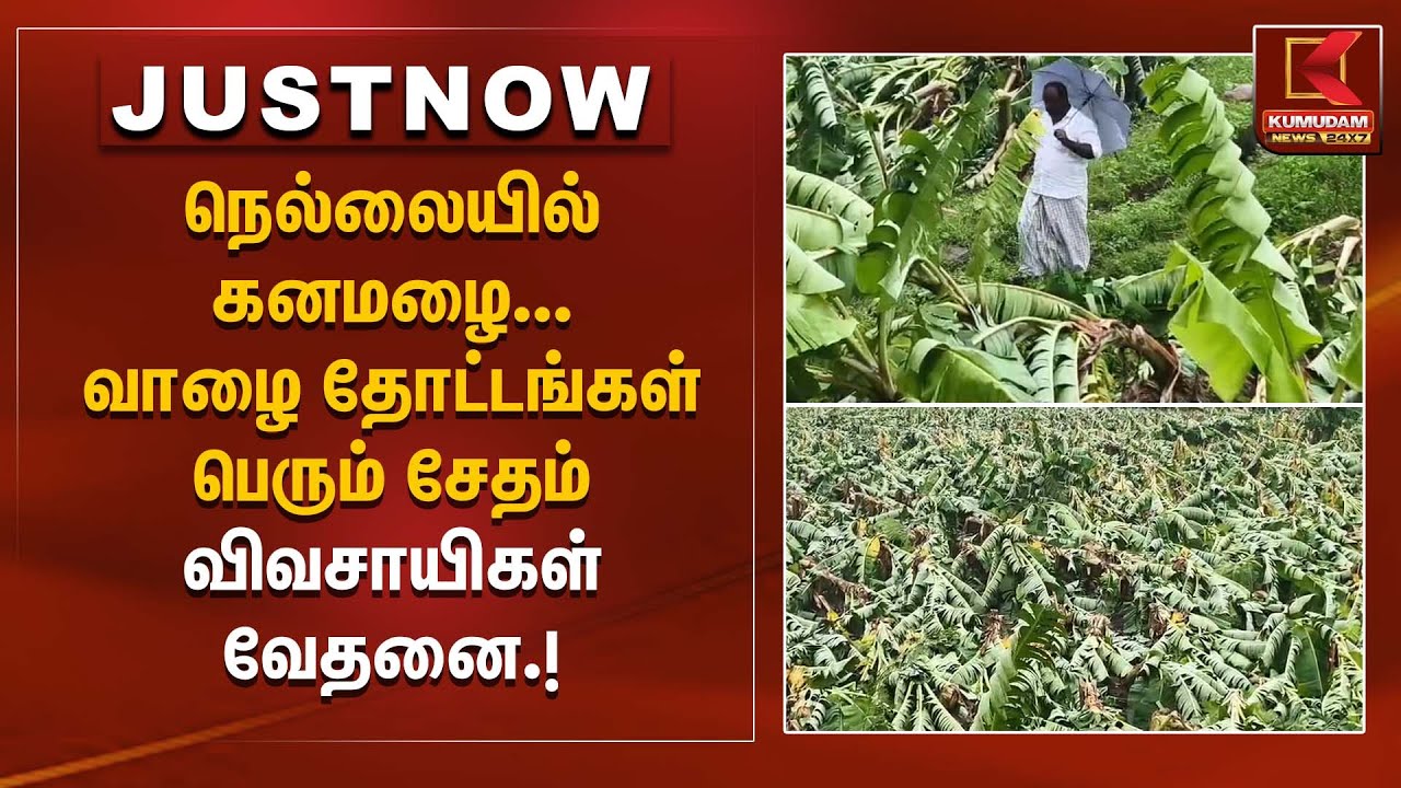 நெல்லையில் காற்றுடன் கனமழை... வாழை தோட்டங்கள் பெரும் சேதம் – விவசாயிகள் வேதனை! | Kumudam News