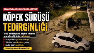 Köpek Sürüsü Tedirginliği