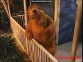Bear In The Big Blue House Good Morning