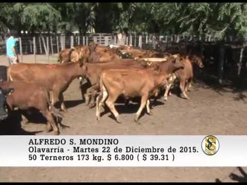 22-12-15 Venta de Invernada - Alfredo S. Mondino - Olavarria.