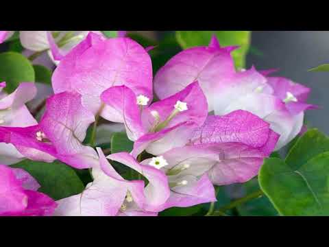 , title : 'Step By Step To Caring Bougainvillea - Gardening Tips'