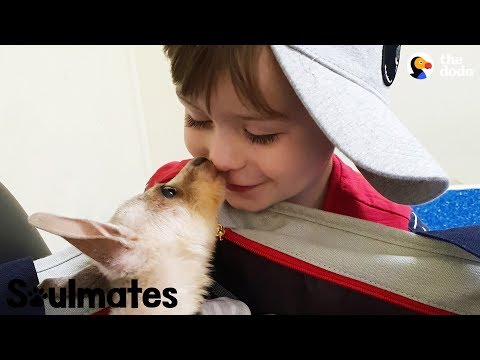 The Pure Bond Between a Boy and Baby Kangaroo