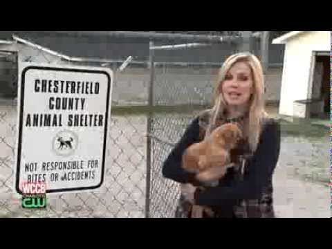 download lagu mp3 mp4 Chesterfield Pet Adoption Center, download lagu Chesterfield Pet Adoption Center gratis, unduh video klip Chesterfield Pet Adoption Center