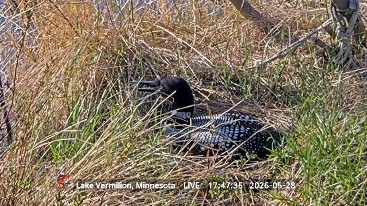 Live webcam view of Live Loon Nest Cam