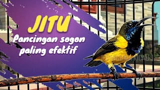 Download lagu TERBUKTI‼️ Pancingan Sogon Efektif Bikin Emosi & Bongkar Materi #pancingansogon #sogongacor #sogon  mp3