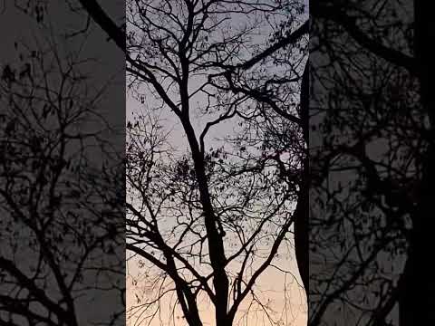 #ceará #ㅇyㅇ#nature #mil #viral#2025#aracoiaba #shortsvideos ##shorts #milhões##060#8585 #fantastico