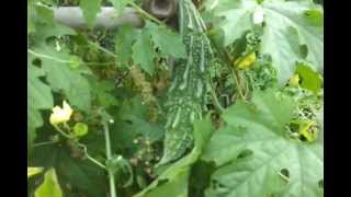 Growing Vegetables in containers or pots on a Terrace garden in Hyderabad