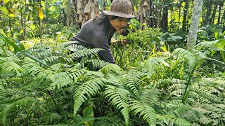 Download lagu Mencari pakis liar di hutan, masak tumis pakis ikan asin dan pete bikin boros nasi. mp3