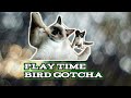 Bird Gotcha