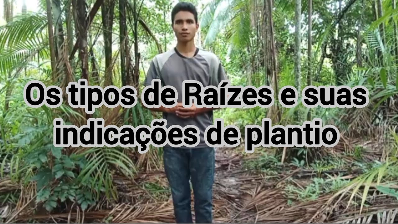 Os tipos de Raízes e suas indicações de plantio