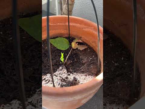 園芸 マウンテンクレマチス