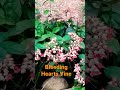 Bleeding Hearts Vine