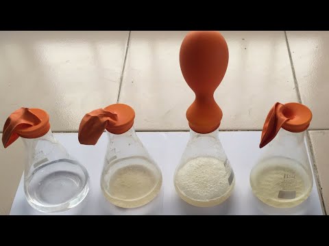 Alcohol Fermentation Process by Yeast | Alcohol Fermentation Process by Yeast | Alcohol Production