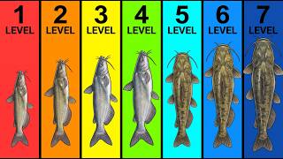 Every Level of Catfish Fishing Difficulty Explained