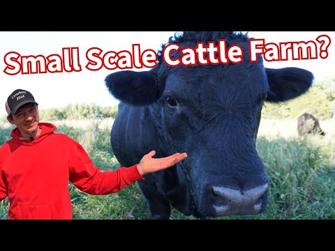 Small Space, Big Dreams: 3 Options For Raising Cattle On Small Acreage