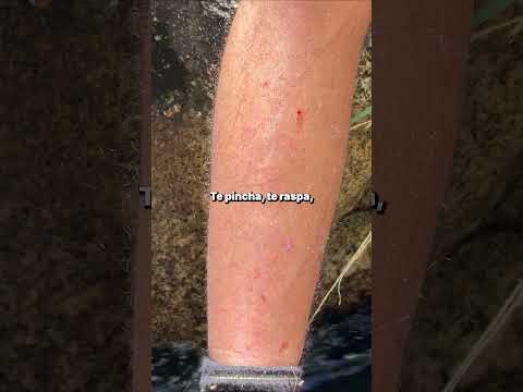 Fuimos a buscar la Cascada de los Pájaros y no llegamos. | Cortaderas, San Luis