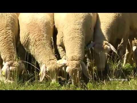 Albschäferweg rund um Giengen - von der Brenz zur Hürbe
