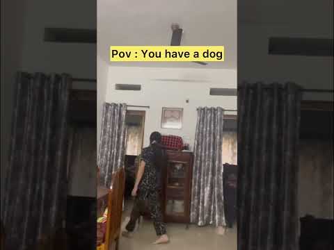 My dog everytime😅 #doglover #pets #petlove #dogparents