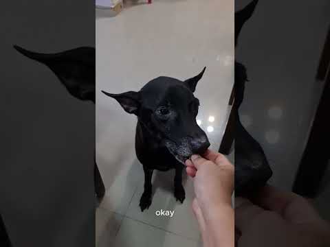 🌿 Chill afternoon at home ☕🐾