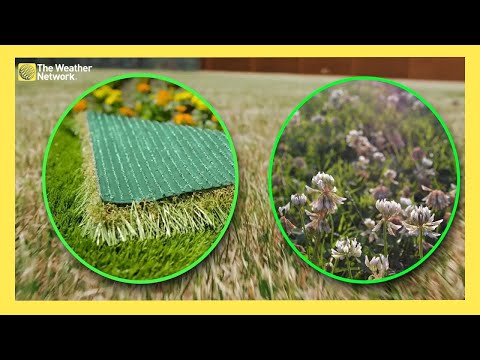 These Grass Alternatives Could Make Mowing Season Easier