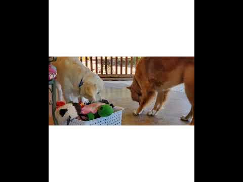 Crystal the Pet Nanny. LLC video.