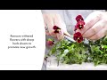 Click And Grow Click &amp; Grow sėklos išmaniajam vazonui - Raudonosios našlaitės, 3vnt.