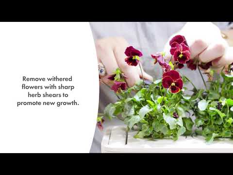 Click And Grow Click &amp; Grow sėklos išmaniajam vazonui - Juodosios našlaitės, 3vnt. video