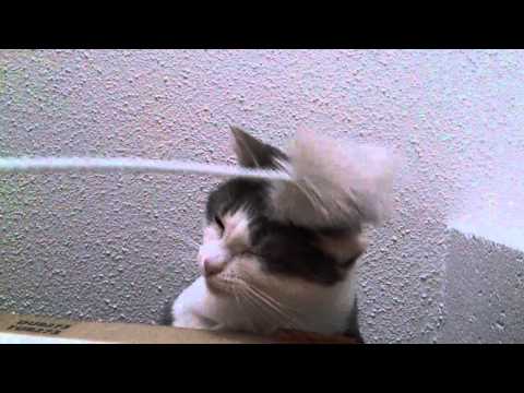 FUNNY CAT LUANA LIKES BRUSH ON CABINET UPSTAIRS