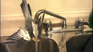 How to Bath You Parrot?