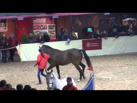 Damiro B (webstallions.com)