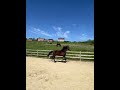 Entire KWPN Dutch Warmblood For sale 2024 Dark Bay