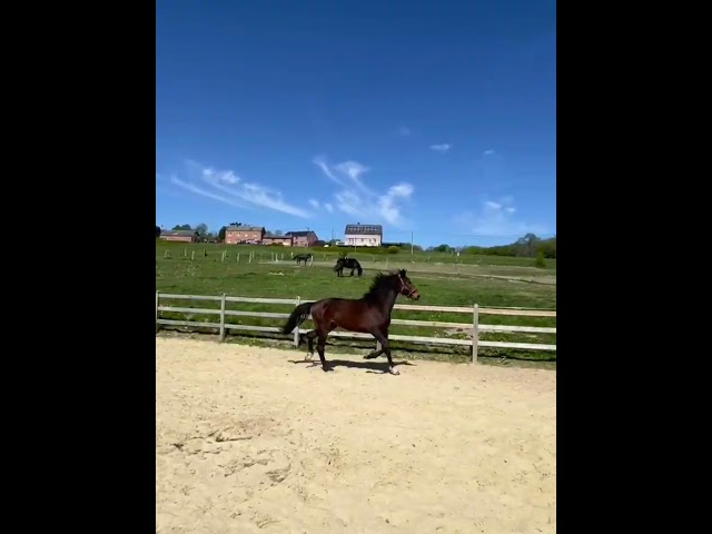 Entire KWPN Dutch Warmblood For sale 2024 Dark Bay