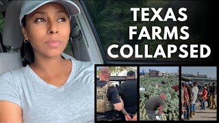 Texas Farms SHUT DOWN Overnight After Massive ICE Raids
