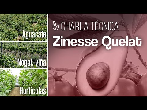 Charla Zinesse Quelat