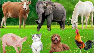 Relaxing Animal Sounds: Dog, Sheep, Goat, Cow, Chicken, Rabbit, Pig, Duck – Animal Sounds