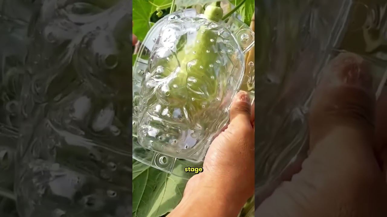 Transform Your Fruit Into Fun, Custom Shapes!