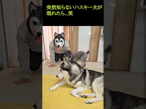 突然知らないハスキー犬が現れたら...笑　Husky Pranked　#shorts
