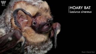 Bats of the Bronx | WCS