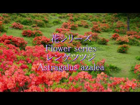 レンゲツツジ 植物