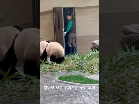 251231_강바오 보고 빠르게 뛰어가는 루이 후이 #루이바오 #후이바오 #강바오 #ruibao #huibao #kangbao