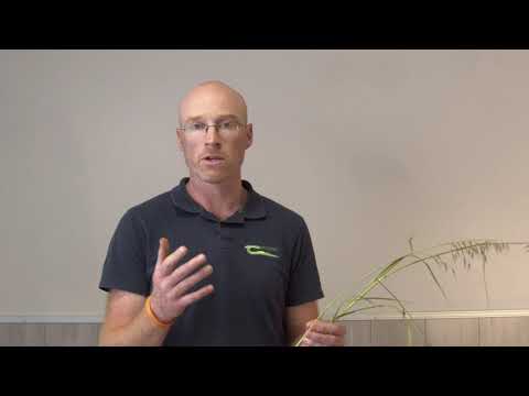 Grass Weed Identification Part 5 - Wild Oats (Avena fatua)