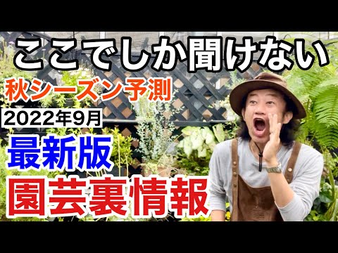 園芸 海岸松、ランド松