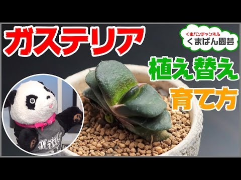 園芸 ガステリア