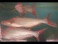 Fish Video For Kids Free Youtube Video Download